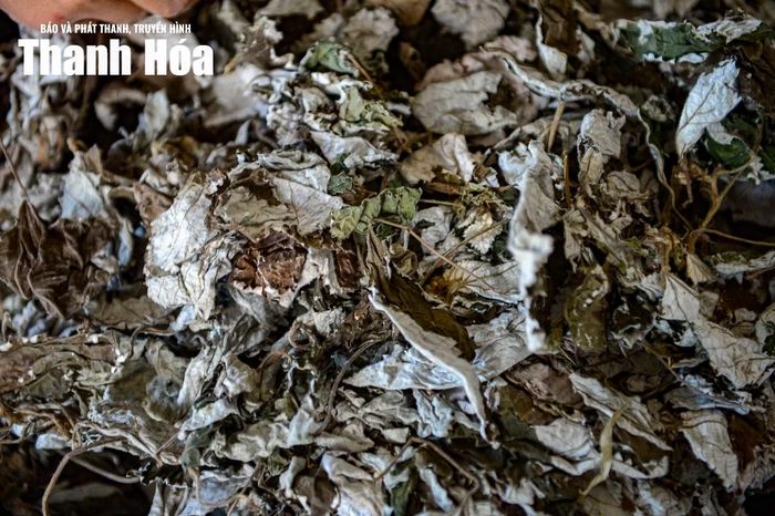 Từ việc tuyển chọn lá gai, gạo nếp, đậu xanh, mật mía đến khâu chế biến đều đòi hỏi sự cẩn trọng để giữ trọn hương vị truyền thống.