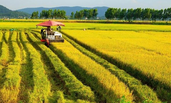 Nông dân xã Cẩm Lý thu hoạch lúa. Ảnh: Đức Quang.