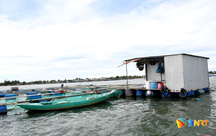 Nuôi cá lồng bè ở khu vực ven sông Cổ Cò (phường Hội An Đông). Ảnh: QUANG VIỆT