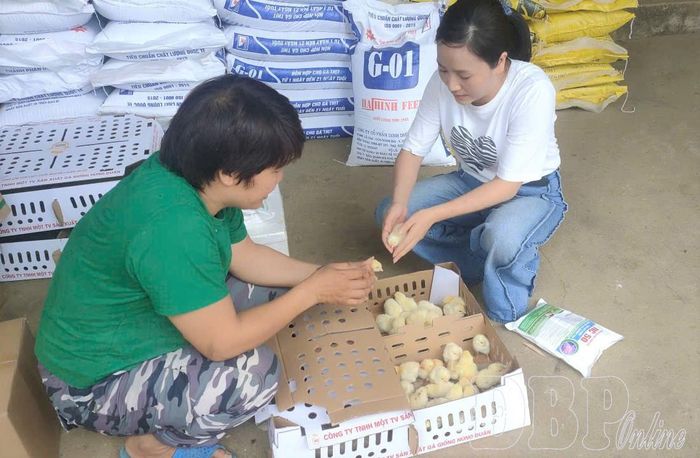 Cán bộ Trung tâm Khuyến nông - Giống cây trồng, vật nuôi cấp phát giống gà Lạc Thủy cho người dân bản Bó, xã Tủa Chùa.