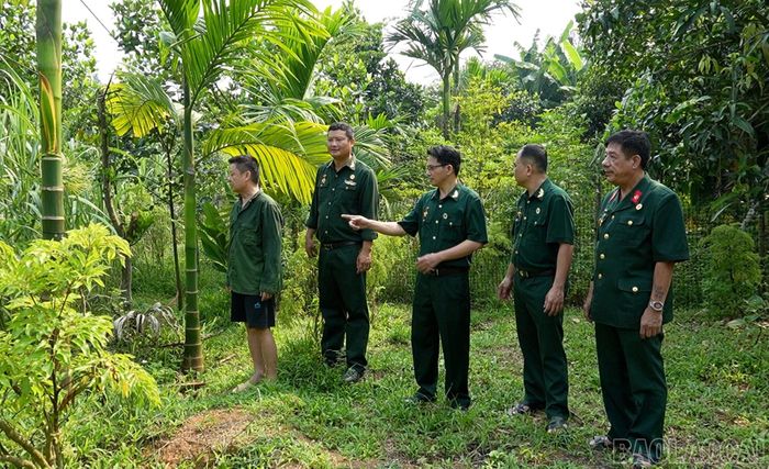 Ông Nguyễn Hữu Quỳnh - Chủ tịch Hội Cựu chiến binh xã Gia Phú cùng các hội viên thăm vườn mía - nguồn thức ăn phục vụ mô hình nuôi dúi của cựu chiến binh Lương Đức Thuận.
