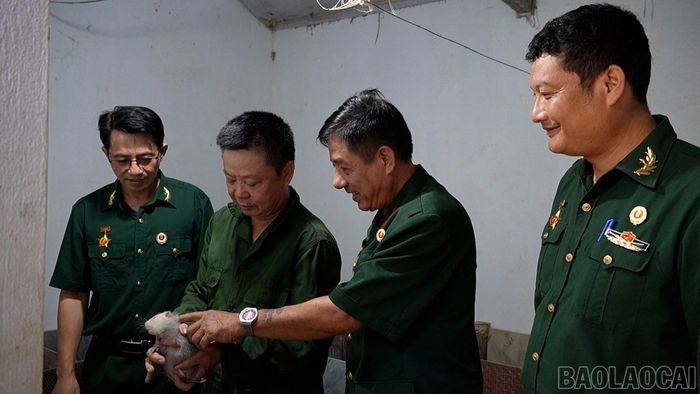 Ông Thuận giới thiệu kỹ thuật chăm sóc dúi non với các hội viên Hội cựu chiến binh xã Gia Phú.