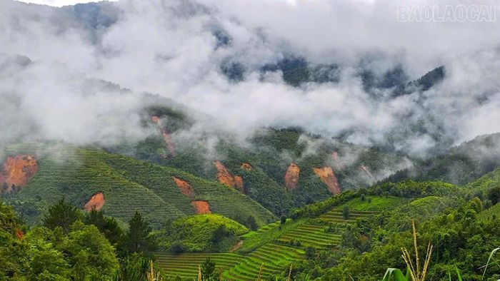 Mưa lũ gây sạt lở trên những cánh rừng.