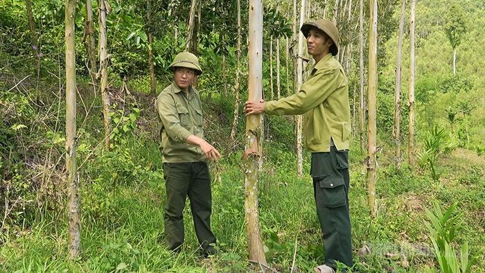 Rừng bạch đàn của người dân xã Tân Long sinh trưởng, phát triển tốt.