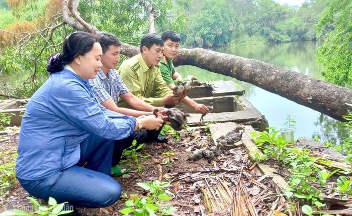 Công an phường Bạc Liêu phối hợp thả 22 cá thể chim Bánh Ít (Motacilla flava) về môi trường tự nhiên tại Vườn chim Bạc Liêu (ngày 13/7/2026).