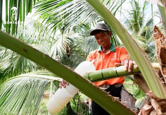 Quá trình thu mật hoa dừa hữu cơ tại vùng nguyên liệu của Sokfarm ở Trà Vinh.