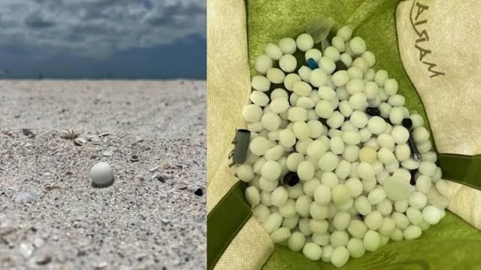 Hàng trăm viên màu trắng nằm rải rác trên một đoạn bãi biển ở thành phố St. Pete Beach, bang Florida, Mỹ, khiến người dân địa phương hoang mang. Ảnh: Tampabay