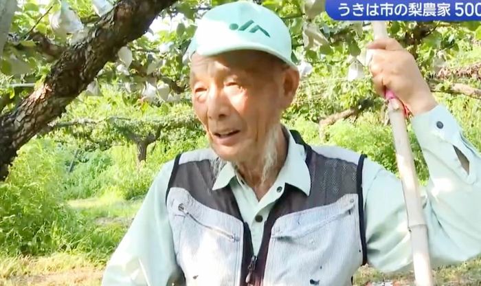 Lão nông bàng hoàng phát hiện hàng nghìn quả lê trị giá hàng trăm triệu đồng bỗng "không cánh mà bay": Quyết định sau đó khiến nhiều người tiếc nuối. Ảnh: KBC