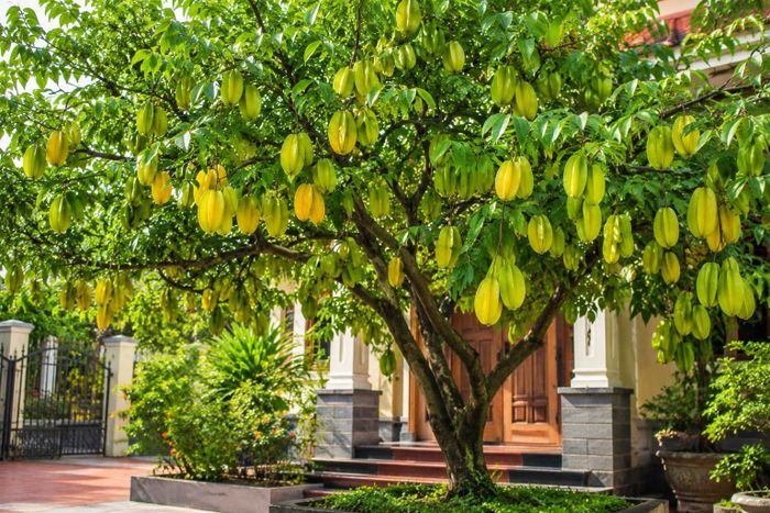 Trồng cây khế trước nhà – thu hút tài lộc và vượng khí. Ảnh minh họa.