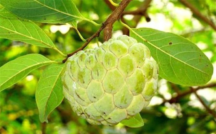 Dù có vị ngọt, na có chỉ số đường huyết thấp. Ảnh minh họa