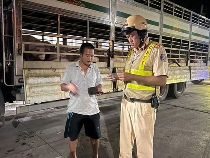 Đội CSGT Rạch Chiếc phát hiện 2 xe tải chở 201 con heo dương tính với chất cấm Salbutamol