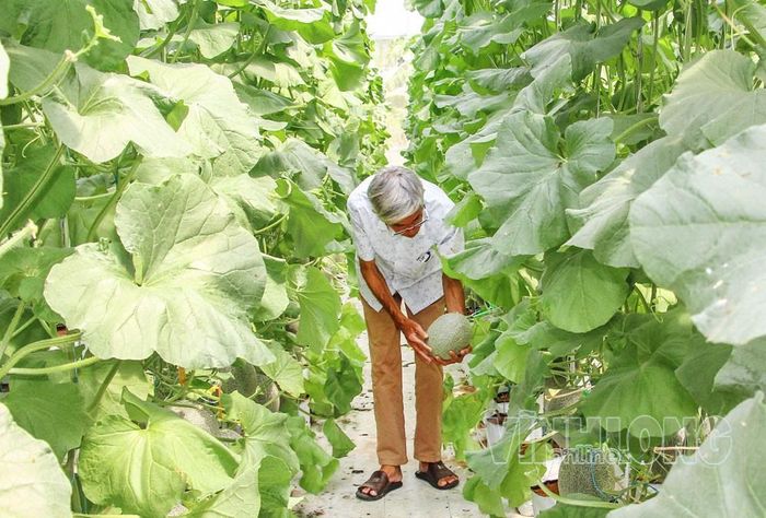 Ngành nông nghiệp tiếp tục mở rộng diện tích sản xuất hữu cơ và ứng dụng công nghệ cao nhằm nâng cao giá trị gia tăng và phát triển bền vững. Ảnh minh họa.