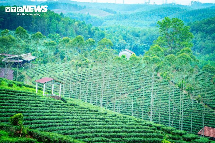 Chè được trồng xen kẽ với cây gỗ công nghiệp và diện tích đang không ngừng được mở rộng. (Ảnh: Đinh Hùng)