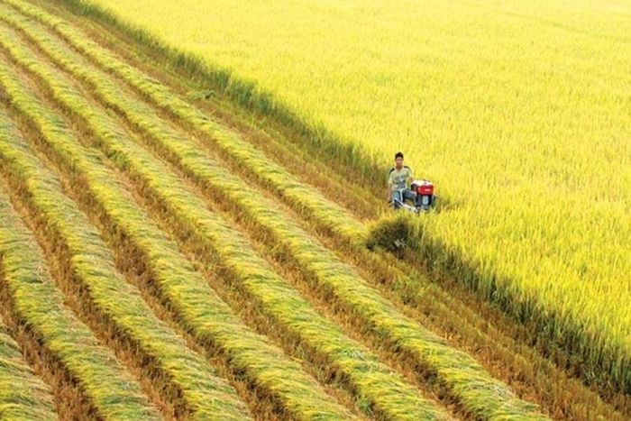 Giá lúa gạo trong nước duy trì ổn định trong phiên 27/7. (Ảnh minh họa: VnEconomy)