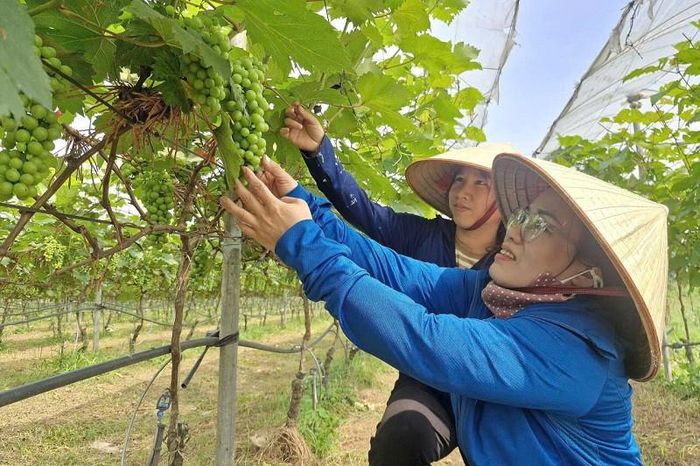 Tăng cường liên kết vùng sẽ góp phần tăng trưởng giá trị sản xuất nông nghiệp trong giai đoạn hiện nay. Ảnh: PV