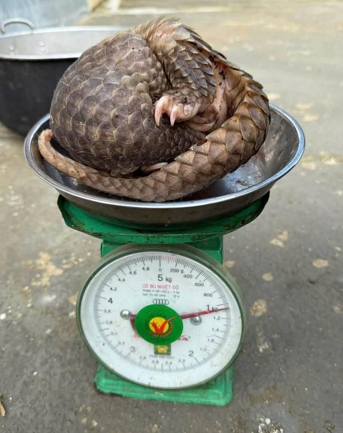 Cá thể tê tê Java quý hiếm nặng khoảng 1 kg được người dân tự nguyện giao nộp cho cơ quan chức năng. ẢNH: Q.C.
