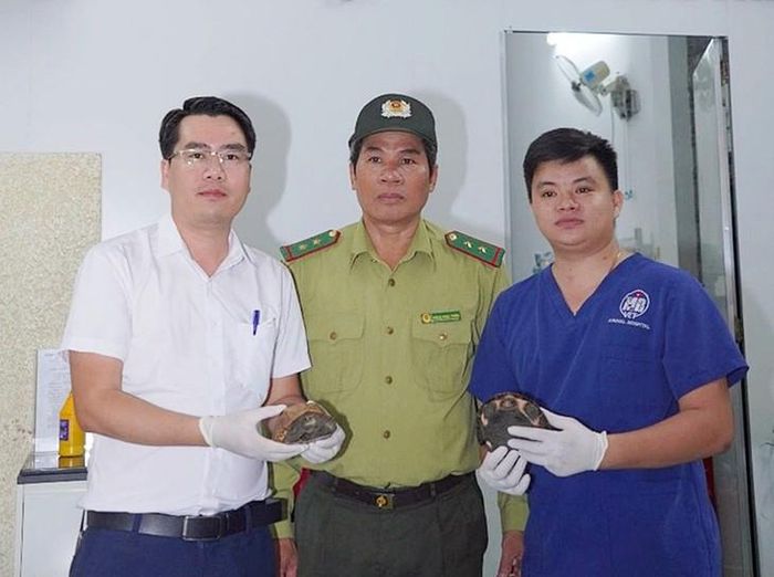 Bác sĩ thú y Trần Công Bằng (bìa phải) giao nộp 2 chú rùa quý hiếm. Ảnh: BVTY