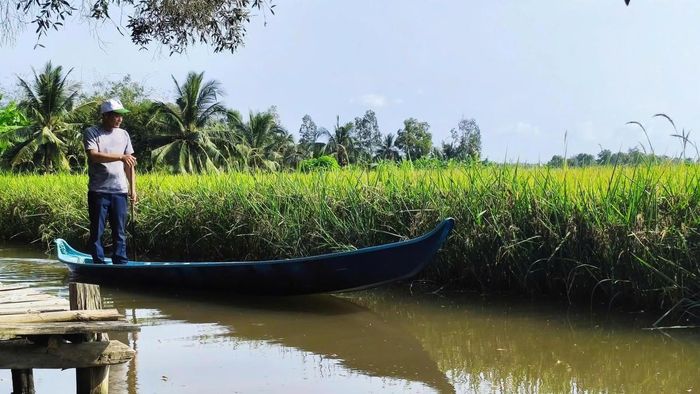 Cà Mau đặt mục tiêu xây dựng 55.000ha vùng chuyên canh lúa chất lượng cao, phát thải thấp tại 20 xã, phường trọng điểm theo Đề án của Chính phủ đến năm 2030. Ảnh: Nguyên Du