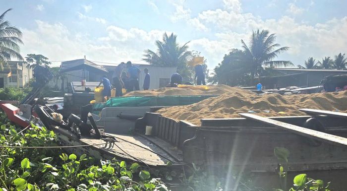 Điểm nghẽn của chuỗi liên kết chuỗi giá trị lúa gạo trong Đề án phát triển 1 triệu ha lúa chất lượng cao, phát thải thấp là doanh nghiệp, hợp tác xã và nông dân chưa hiểu nhau, ai cũng vì quyền lợi của mình. Ảnh: Nguyên Du.