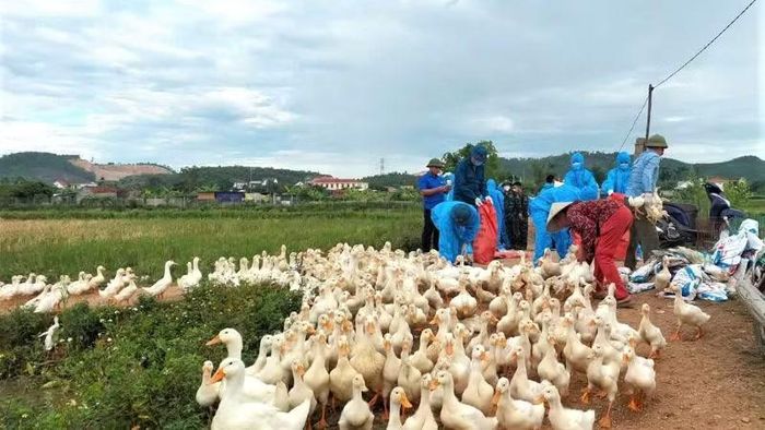 Lực lượng chức năng thu gom vịt trên địa bàn xã Hùng Châu bị mắc cúm H5N1 đi tiêu hủy, khoanh vùng, khống chế dịch. (Ảnh: HC)