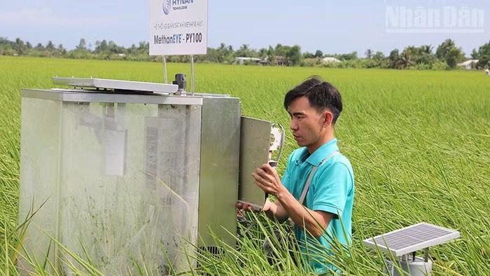 Lắp đặt thiết bị theo dõi khí mê-tan tại mô hình thí điểm trồng lúa phát thải thấp của Hợp tác xã nông nghiệp Phước Hảo, xã Hưng Mỹ, tỉnh Vĩnh Long.