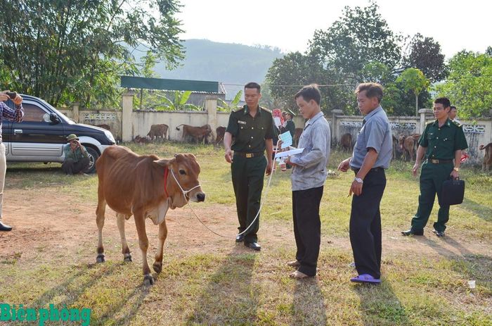 Cán bộ Bộ đội Biên phòng tỉnh Quảng Ninh trao bò giống cho các hộ nghèo ở xã biên giới Hoành Mô. Ảnh: Mai Tuấn