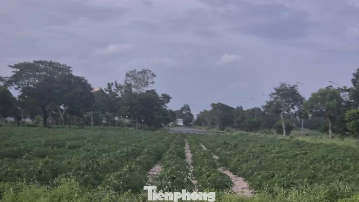 Vườn sắn mọc tươi tốt trong các 'siêu đô thị'