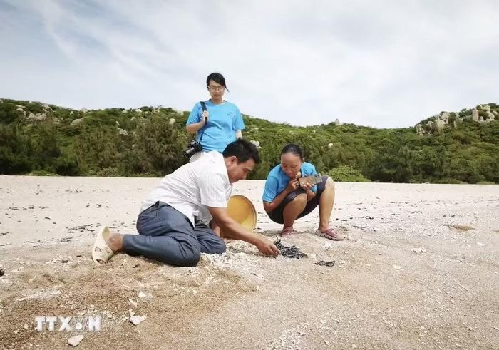 Cán bộ Vườn quốc gia Núi Chúa và tình nguyện viên thả rùa con về biển an toàn. (Ảnh: Nguyễn Thành/TTXVN)