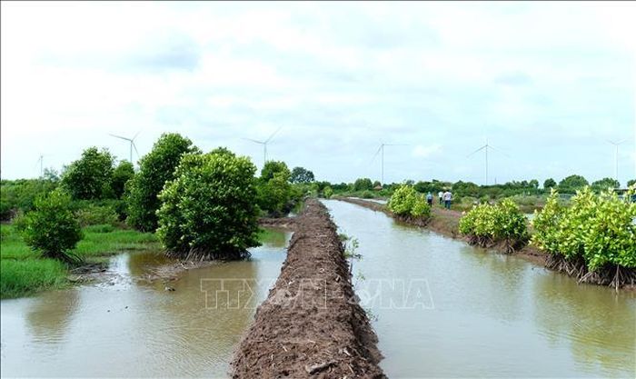 Khu vực nuôi tôm kết hợp phục hồi rừng ngập mặn trên địa bàn tỉnh Cà Mau.