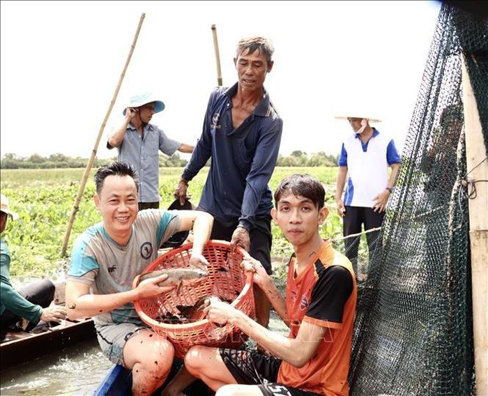 Các loại cá bắt được sau khi dỡ chà. Ảnh: Hồng Nhung/TTXVN