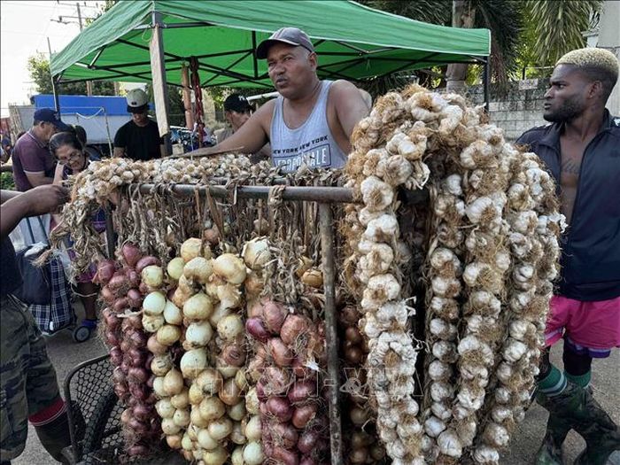 Quầy hành khô, hành tây và tỏi tại chợ.