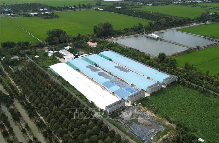 Trại nuôi vịt TT ở ấp 3T, xã Bình Hàng Trung (Đồng Tháp) có 4 dãy chuồng nuôi với quy mô hàng chục nghìn con.