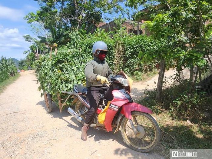Chị Tâm dậy từ 3h sáng đi hái lá sắn về nuôi cá.