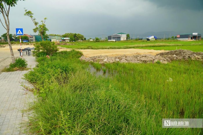 Các lô đất đấu giá đang được người dân trồng lúa.