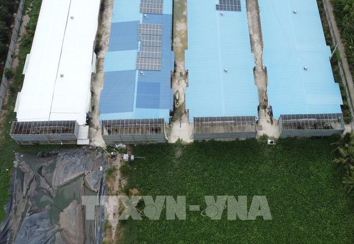 Trại có đầu tư hệ thống xử lý khí thải chuồng nuôi nhưng mùi hôi vẫn phát tán ra môi trường. Ảnh: Nhựt An - TTXVN