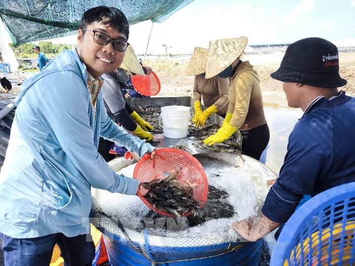 Anh Nguyễn Văn Du trở về quê phát triển kinh tế từ nuôi tôm ứng dụng công nghệ cao. Ảnh: Huỳnh Phúc Hậu - TTXVN