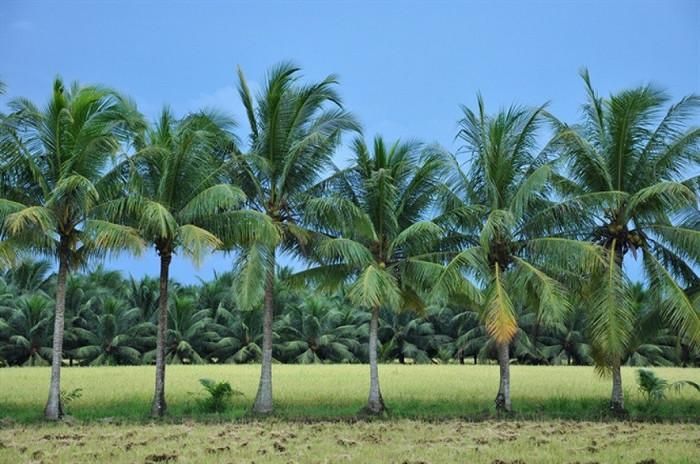 Những hàng dừa trải dài là khung cảnh quen thuộc ở Trà Vinh. Ảnh: Môi trường và cuộc sống