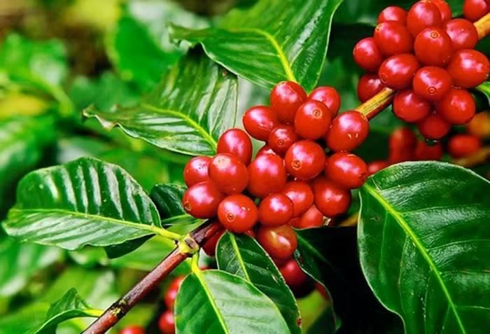 Thị trường cà phê trong nước hôm nay ổn định
