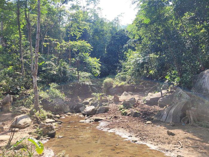 Một vạt rừng tại thôn Sải Duần, xã Bát Xát, nơi cư trú của cộng đồng người Dao Đỏ. Ảnh: Phạm Sơn.