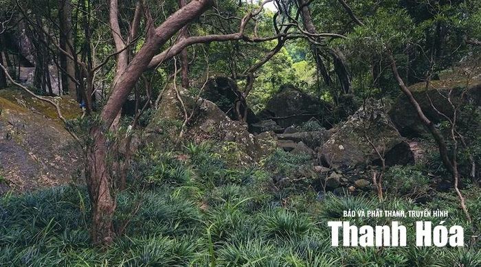 Hệ sinh thái thực vật nguyên sinh và những khối đá tự nhiên ở dưới chân thác Thiên Thủy.