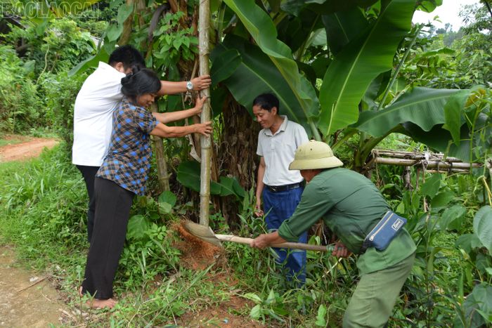 Người dân địa phương thường xuyên kiểm tra, thay thế hoặc gia cố cột tre sau thời gian sử dụng.