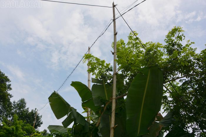 Các cột tre dẫn điện được sử dụng hàng chục năm nay, tiềm ẩn nguy cơ mất an toàn.