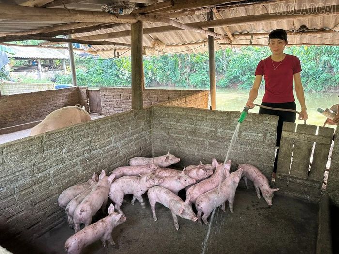 Nhờ tiếp cận thông tin, kỹ thuật chăn nuôi, gia đình bà Lý Thị Chính mạnh dạn phát triển đàn lợn, nâng cao thu nhập.