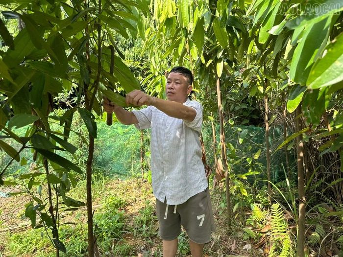 Ông Triệu Văn Thóc, thôn Ngòi Mấy chăm sóc diện tích quế của gia đình sau khi áp dụng kỹ thuật được tuyên truyền, hướng dẫn.