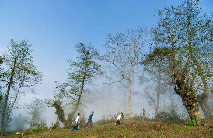 Rừng cây tống quá sủ tại thôn Ngải Thầu Thượng khoác lên mình vẻ đẹp huyền ảo, đặc biệt khi chìm trong màn sương mỏng của vùng cao.