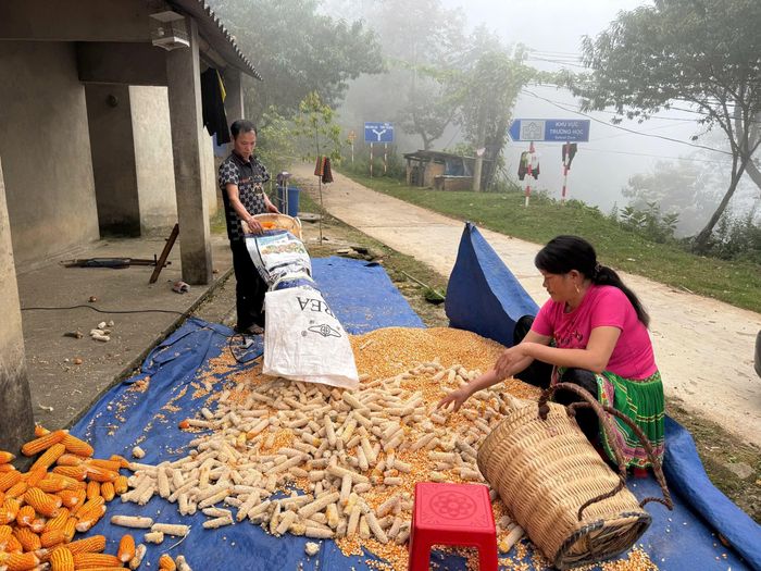 Đồng bào Mông nơi đây luôn cần mẫn, chăm chỉ lao động.