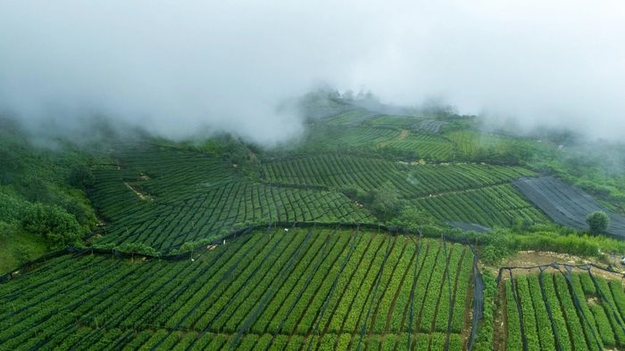 Do điều kiện khí hậu thổ nhưỡng mát lạnh, người nông dân đã tập trung trồng hoa ly cho thu nhập cao.