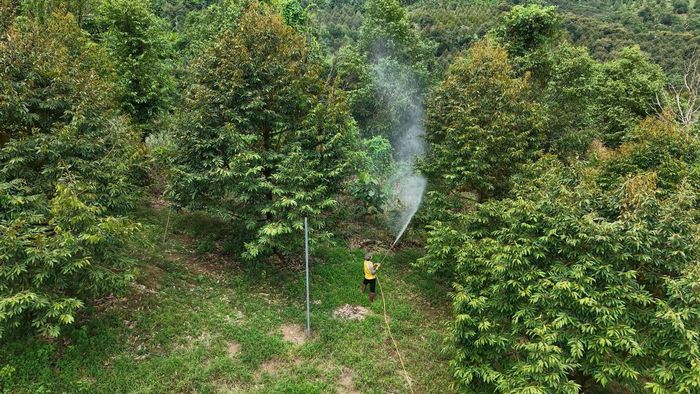 Chuyển đổi cây trồng kém hiệu quả sang sầu riêng ở Nam Thành