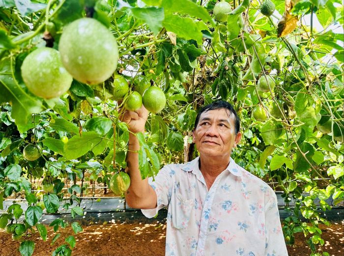 Ông Được bên vườn chanh dây gia đình
