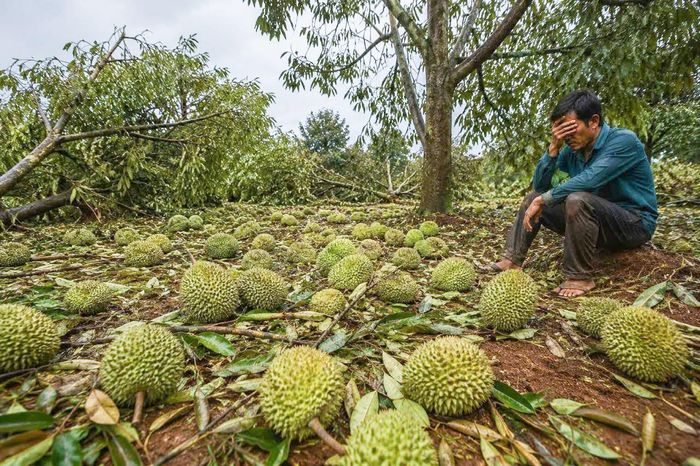 Thời tiết cực đoạn, lốc xoáy là nỗi lo của người trồng sầu riêng